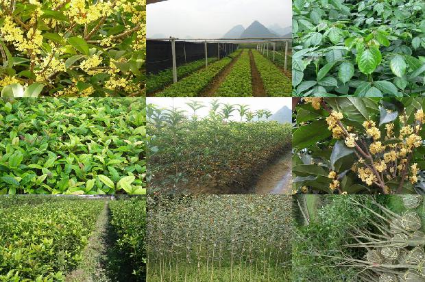 桂花树苗「枸杞山药烩桂花树」