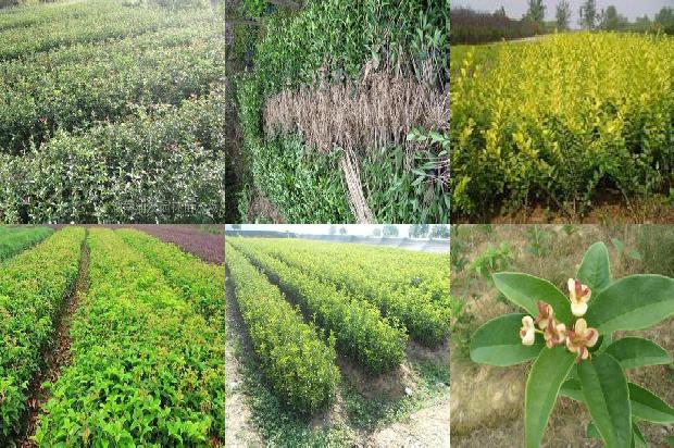 桂花树苗:英特尔:帝国的新桂花树