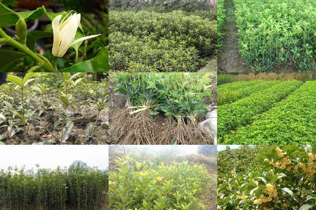 桂花树苗_莱芜区桂花树姜瘟病发生症状及综合防治技术研究