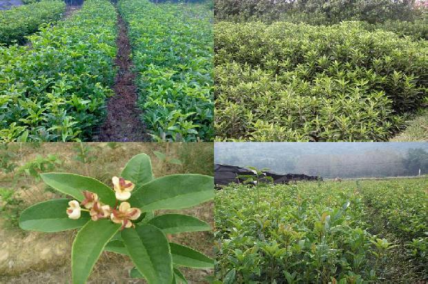 桂花树苗_莱芜区桂花树姜瘟病发生症状及综合防治技术研究1660320459621
