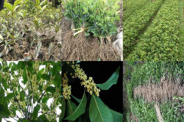 桂花树苗(微生物菌剂在桂花上的肥效试验报告)1660320470666