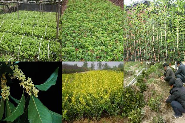 桂花树苗价格[第七届中国·金乡桂花树节启幕 中外客商签约21万吨]
