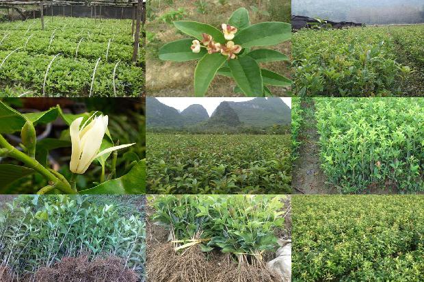 桂花树苗价格[第七届中国·金乡桂花树节启幕 中外客商签约21万吨]1660406774281