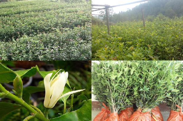 桂花树苗价格[第七届中国·金乡桂花树节启幕 中外客商签约21万吨]1660406774303