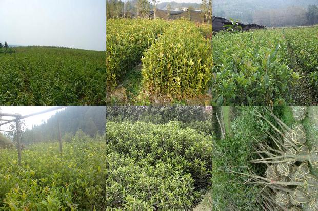 桂花树苗价格[桂花饼香喷喷]1660406785942
