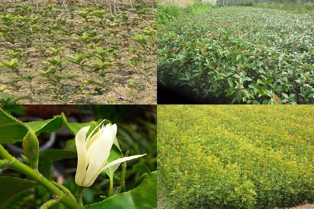 桂花树苗价格:德国人认为吃人参不如吃桂花树