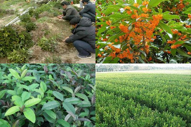 桂花树苗价格_那些“退休”的桂花