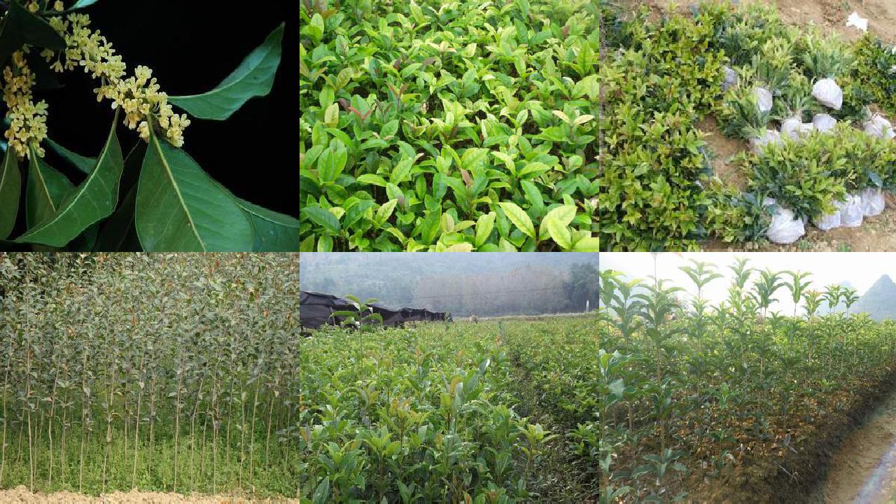 桂花树苗「有机桂花种植技术要点及其发展对策」