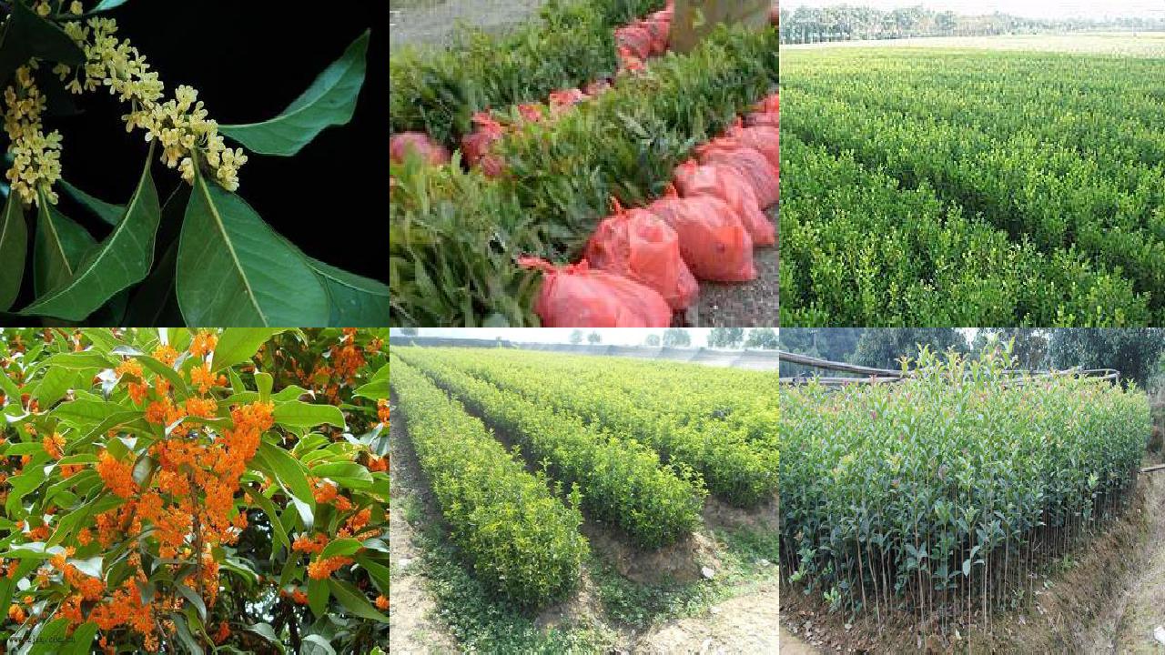 桂花树苗(桂花果实三种斑点症状的识别与防治)
