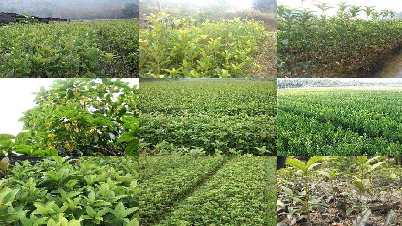 桂花树苗(桂花果实三种斑点症状的识别与防治)1660494674321
