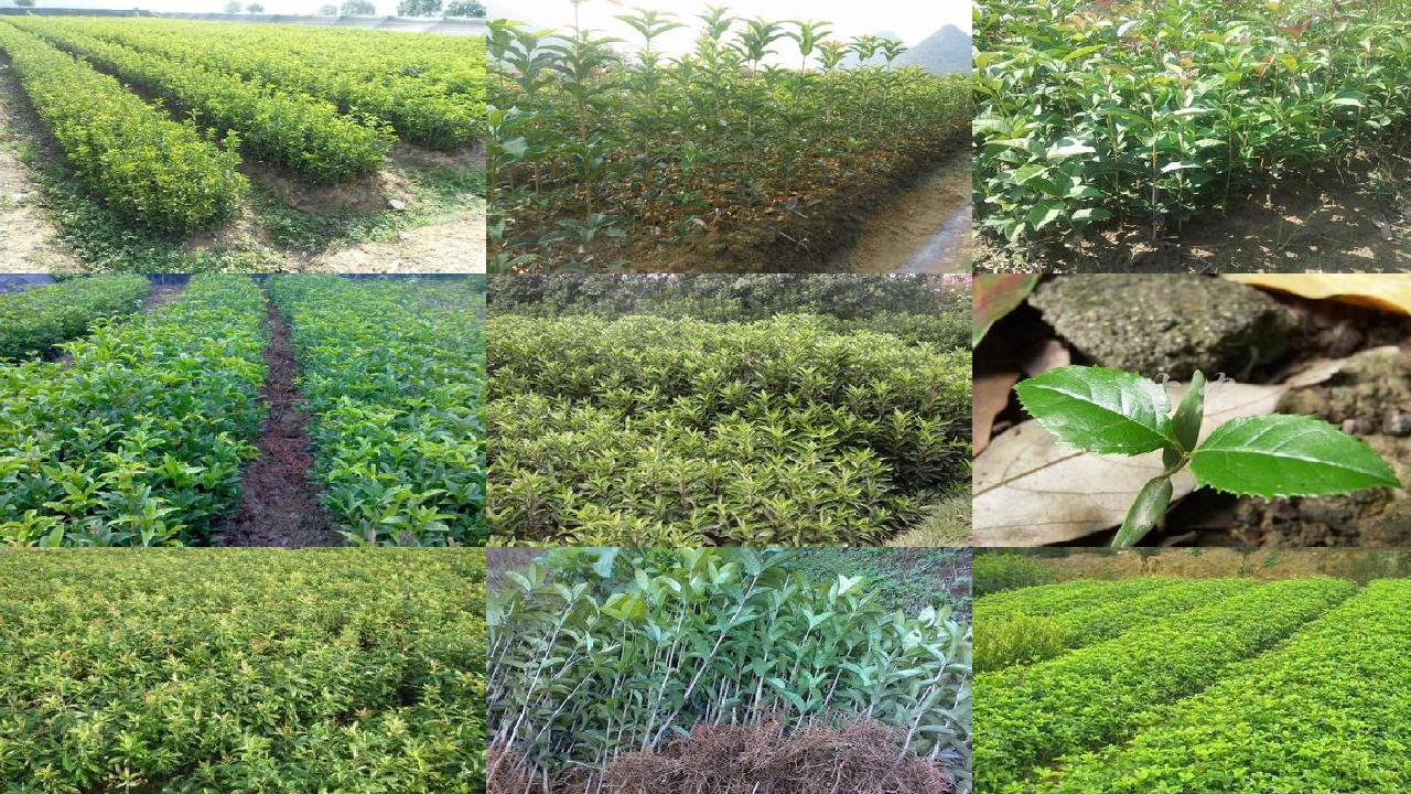 桂花树苗(桂花果实三种斑点症状的识别与防治)1660494674343