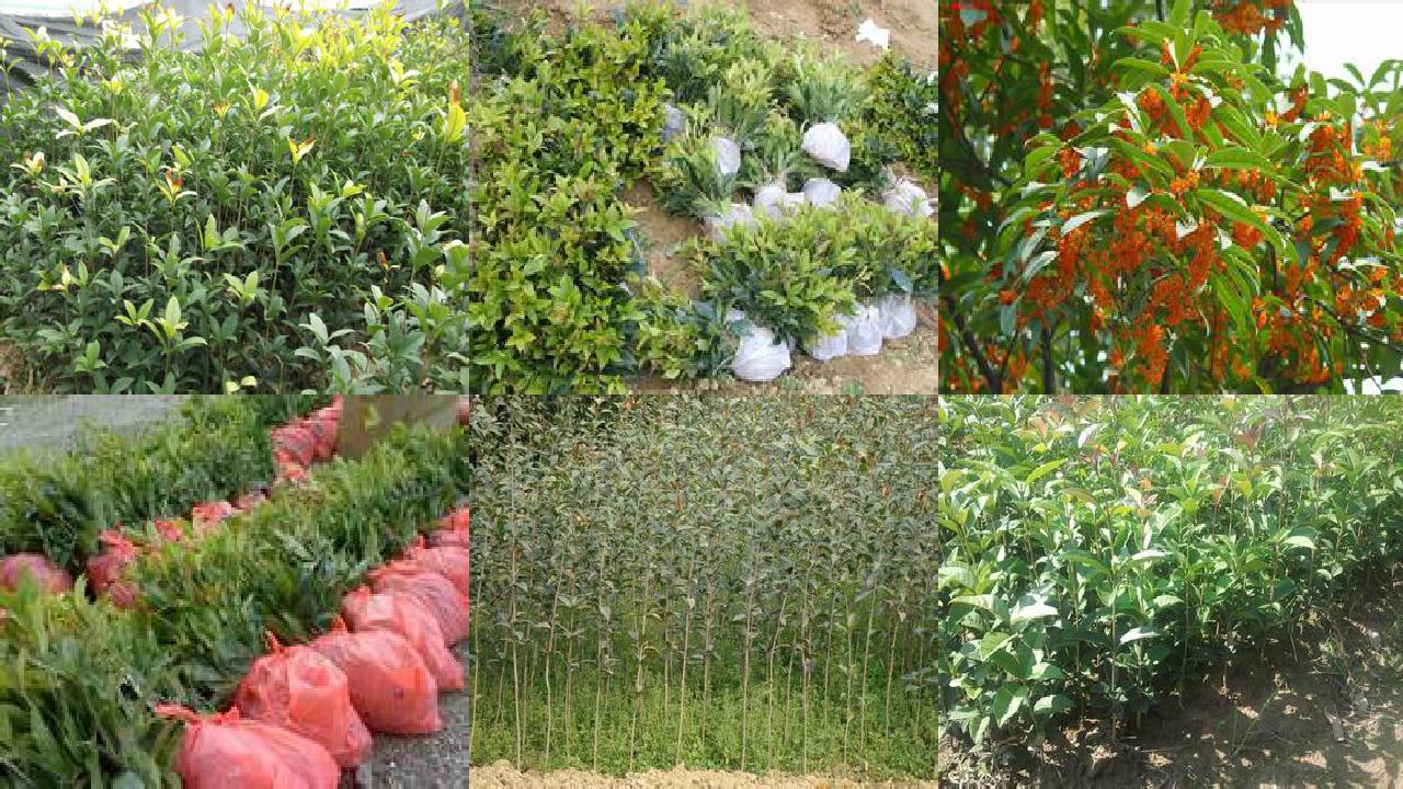 桂花树苗(桂花果实三种斑点症状的识别与防治)1660494674367
