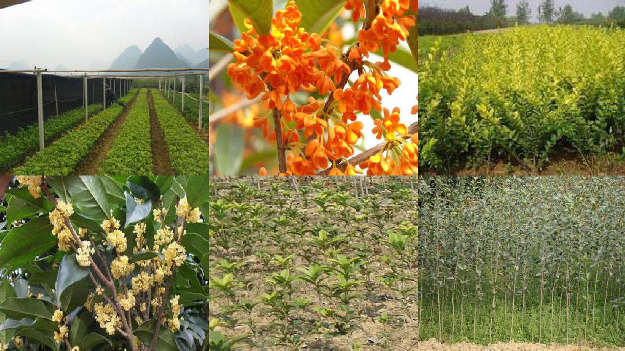 桂花树苗:怎样预防和减轻桂花树生理落果等