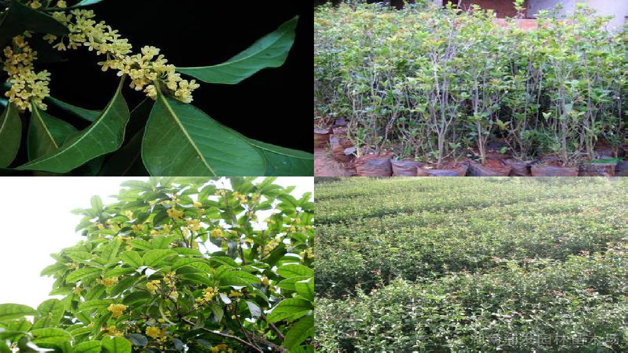 桂花树苗:怎样预防和减轻桂花树生理落果等1660494683473