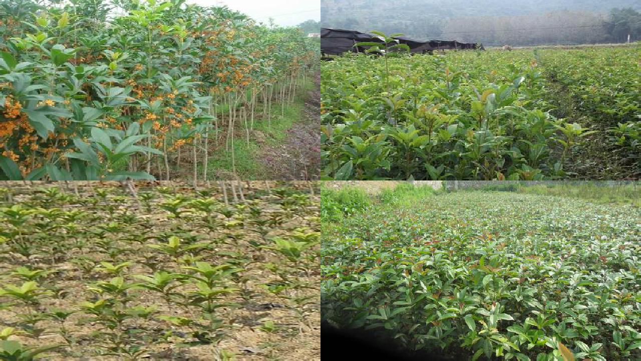山东种植桂花树1690245077930