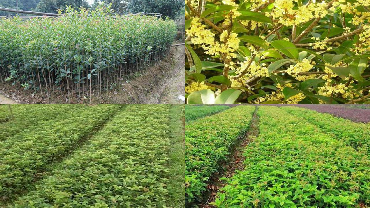 桂花树苗[江苏丰县桂花谷肉鸭疾病的综合防制措施]1660494706879