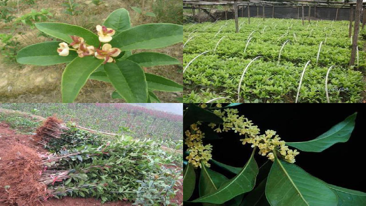 桂花树苗-四种桂花病害防治法