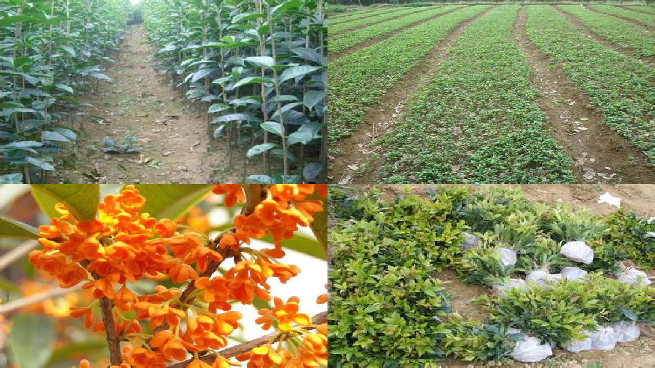 桂花树苗-四种桂花病害防治法1660494718103