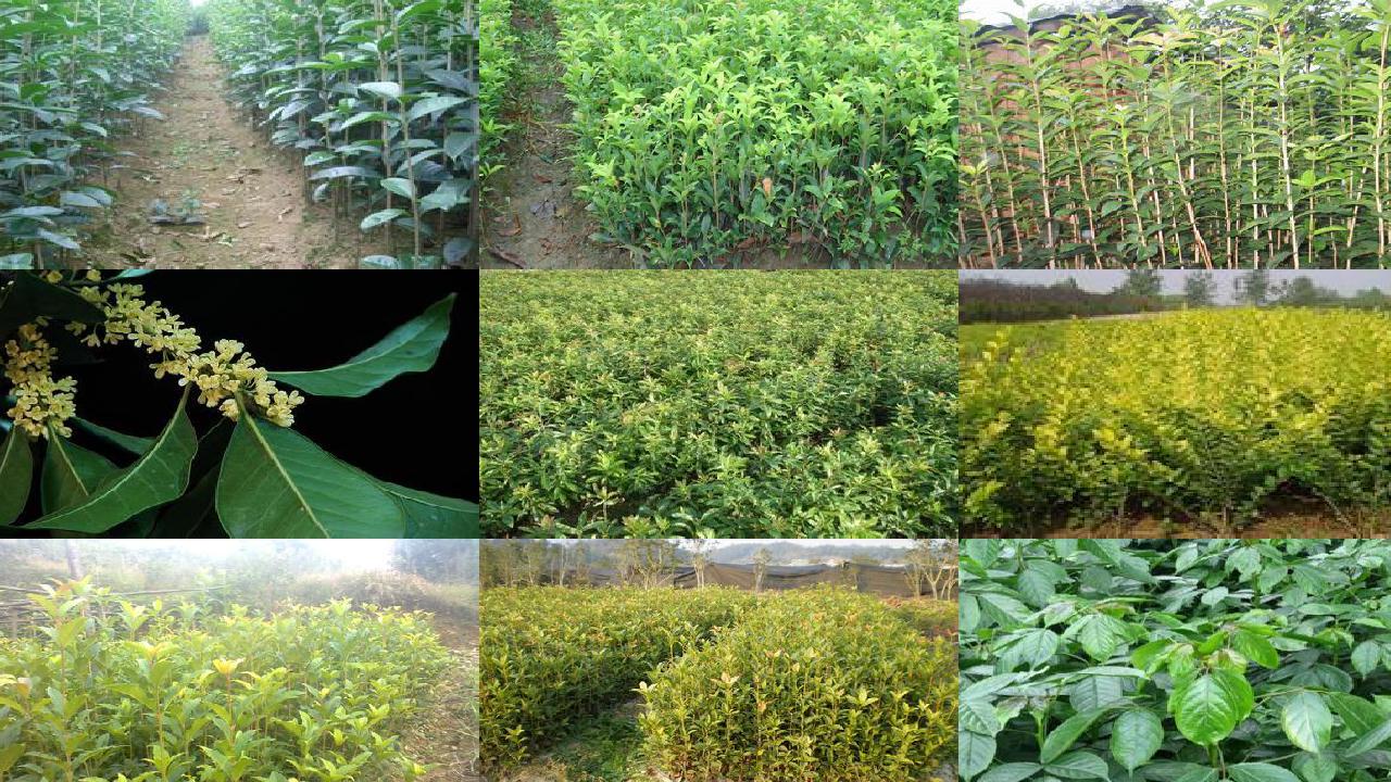 桂花树苗-老偏方治小病——艾叶菊花浴,防治汗斑不一般/瓜果蔬菜治百病——益气壮阳、明目解毒用桂花树
