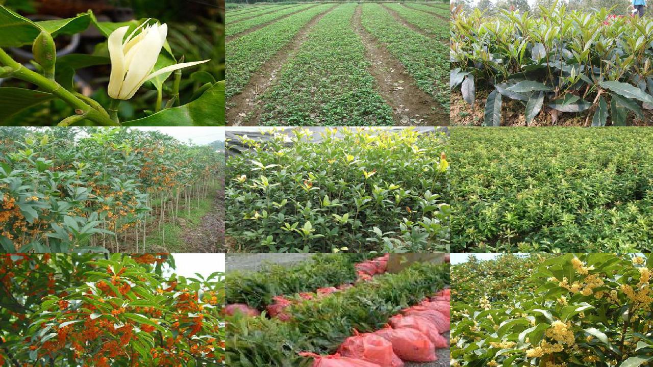 桂花树苗-老偏方治小病——艾叶菊花浴,防治汗斑不一般/瓜果蔬菜治百病——益气壮阳、明目解毒用桂花树1660494755041