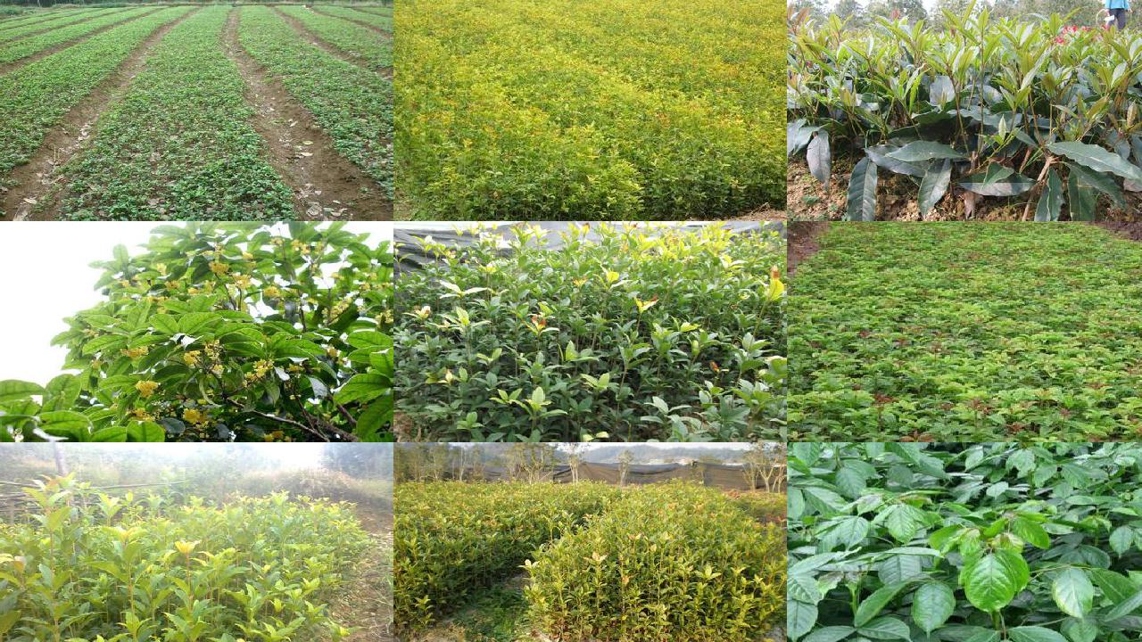 桂花树苗-老偏方治小病——艾叶菊花浴,防治汗斑不一般/瓜果蔬菜治百病——益气壮阳、明目解毒用桂花树1660494755063