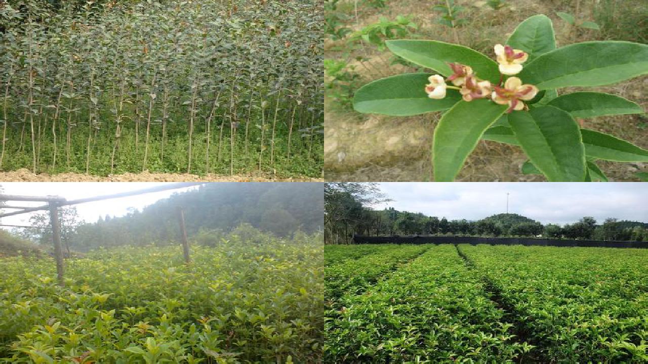 桂花苗_黄色黏虫板对设施桂花烟粉虱种群的控制作用1660579552574