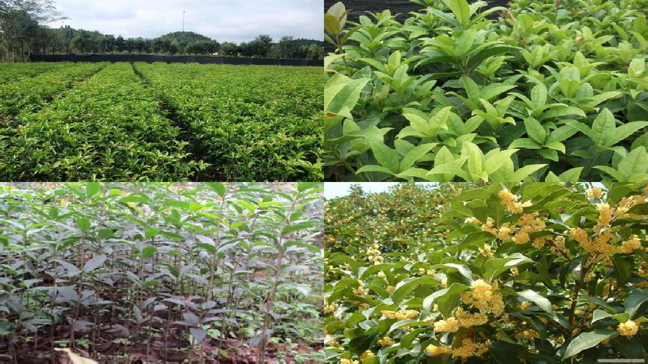 桂花苗_黄色黏虫板对设施桂花烟粉虱种群的控制作用1660579552585