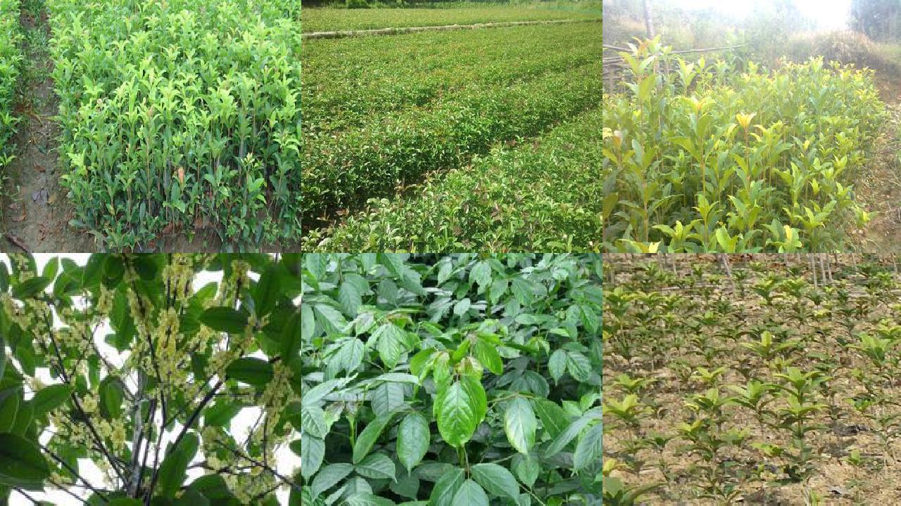 桂花苗「怎样合理使用桂花叶面肥」