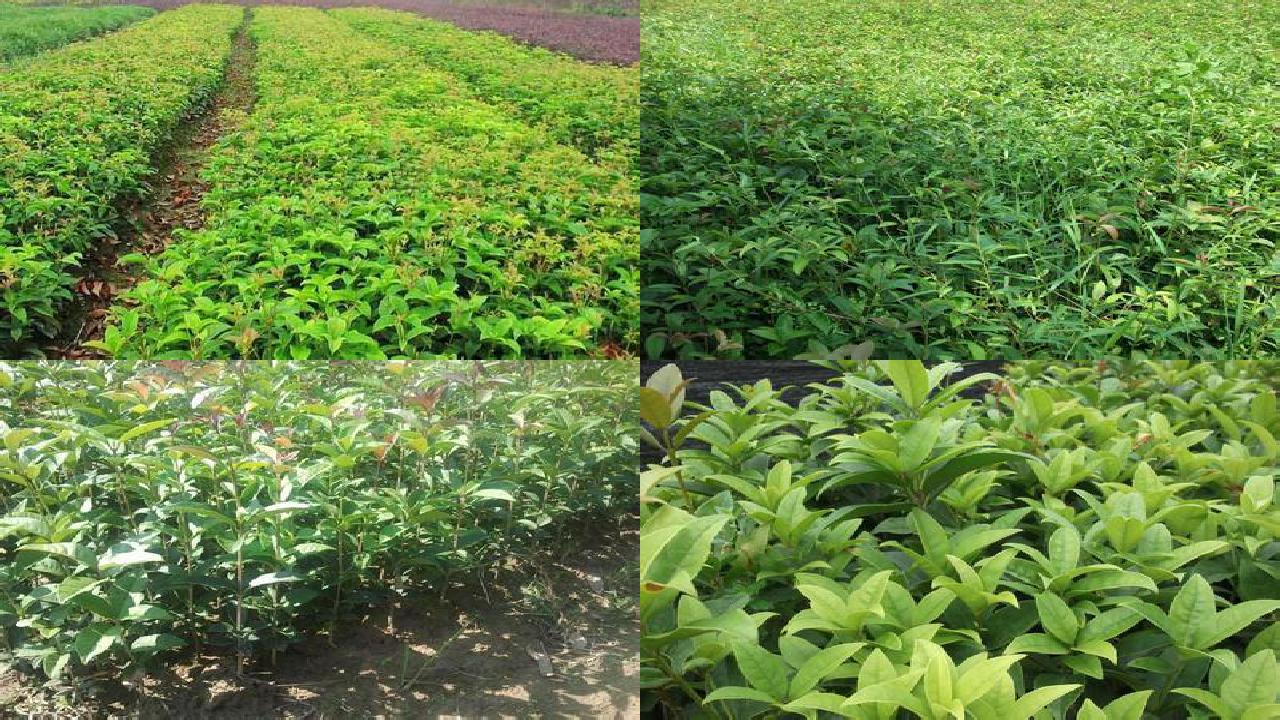 桂花苗「怎样合理使用桂花叶面肥」1660579579200