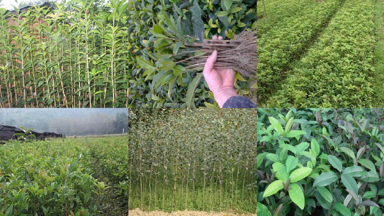 桂花苗「怎样合理使用桂花叶面肥」1660579579211