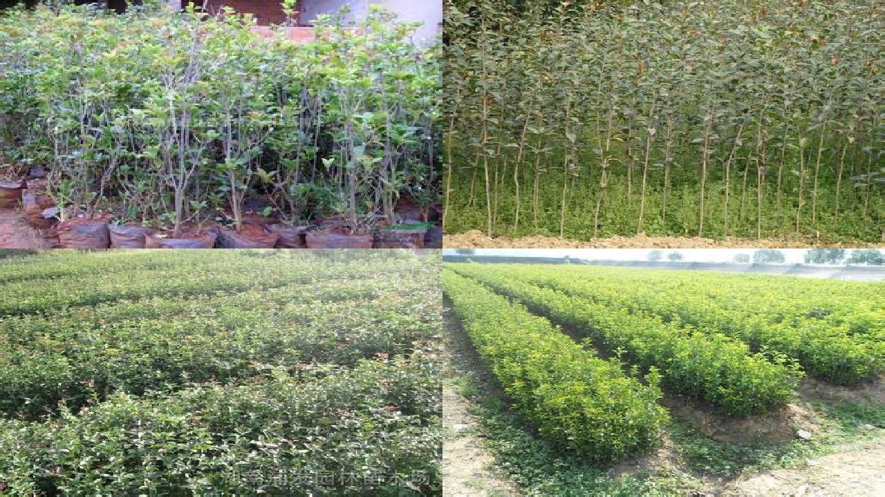 桂花苗「怎样合理使用桂花叶面肥」1660579579222