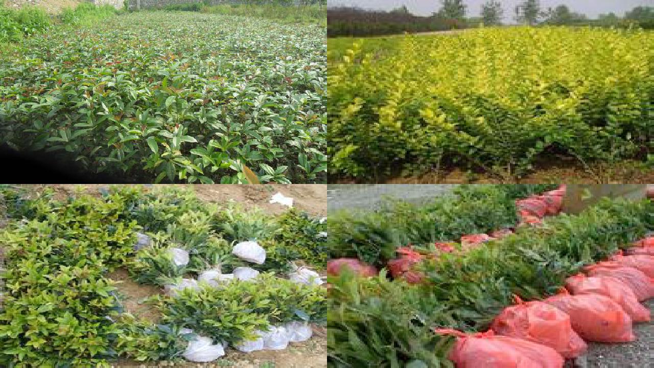 桂花苗「怎样合理使用桂花叶面肥」1660579579255