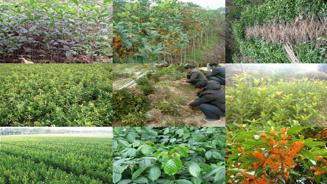 桂花苗[石羊河流域日光温室桂花高效节水栽培技术]1660579595872