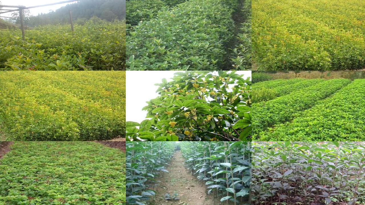 桂花树售卖搞笑段子文案1690331512114