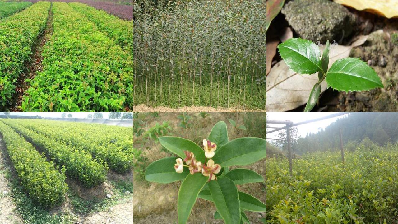 桂花苗:桂花树节水灌溉技术1660579611879