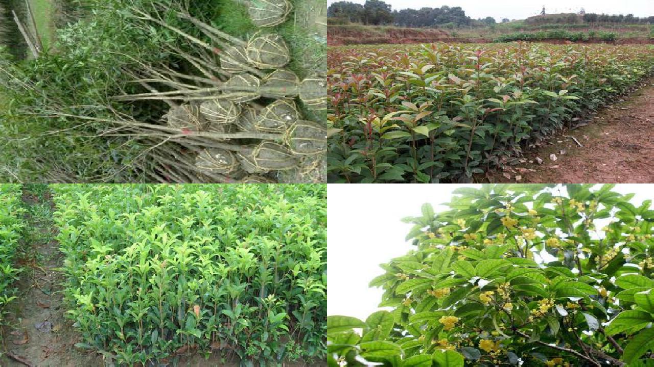 桂花苗:桂花树节水灌溉技术1660579611890