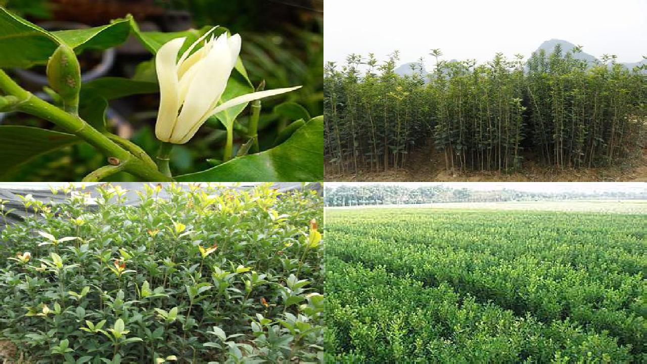 桂花苗(桂花冲施腐植酸水溶性肥料“乌金膏”的田间试验效果)1660579635630 桂花苗(桂花冲施腐植酸水溶性肥料“乌金膏”的田间试验效果)1660579635630