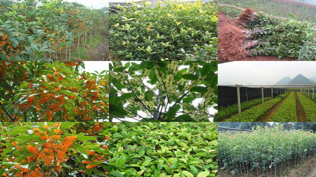 桂花苗(桂花冲施腐植酸水溶性肥料“乌金膏”的田间试验效果)1660579635641 桂花苗(桂花冲施腐植酸水溶性肥料“乌金膏”的田间试验效果)1660579635641