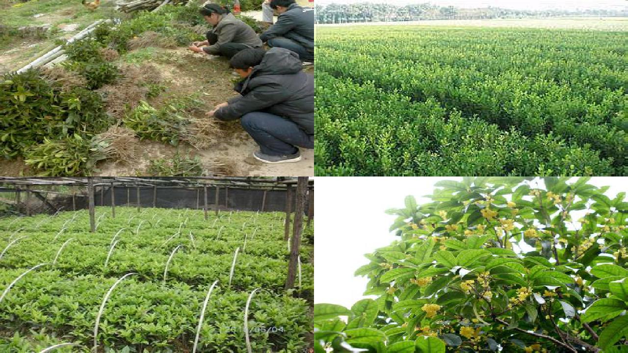 桂花苗(桂花冲施腐植酸水溶性肥料“乌金膏”的田间试验效果)1660579635652 桂花苗(桂花冲施腐植酸水溶性肥料“乌金膏”的田间试验效果)1660579635652