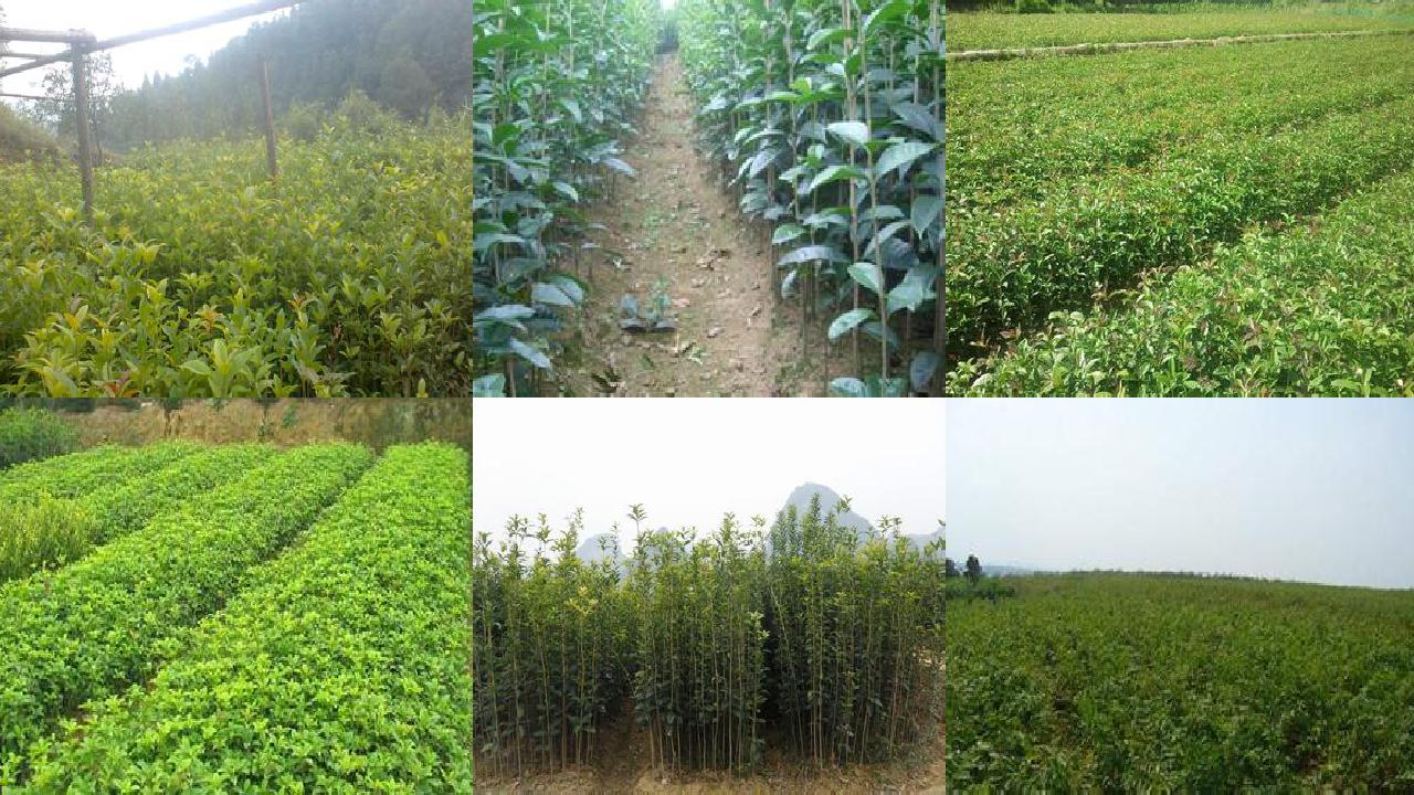 桂花苗(桂花冲施腐植酸水溶性肥料“乌金膏”的田间试验效果)1660579635663 桂花苗(桂花冲施腐植酸水溶性肥料“乌金膏”的田间试验效果)1660579635663