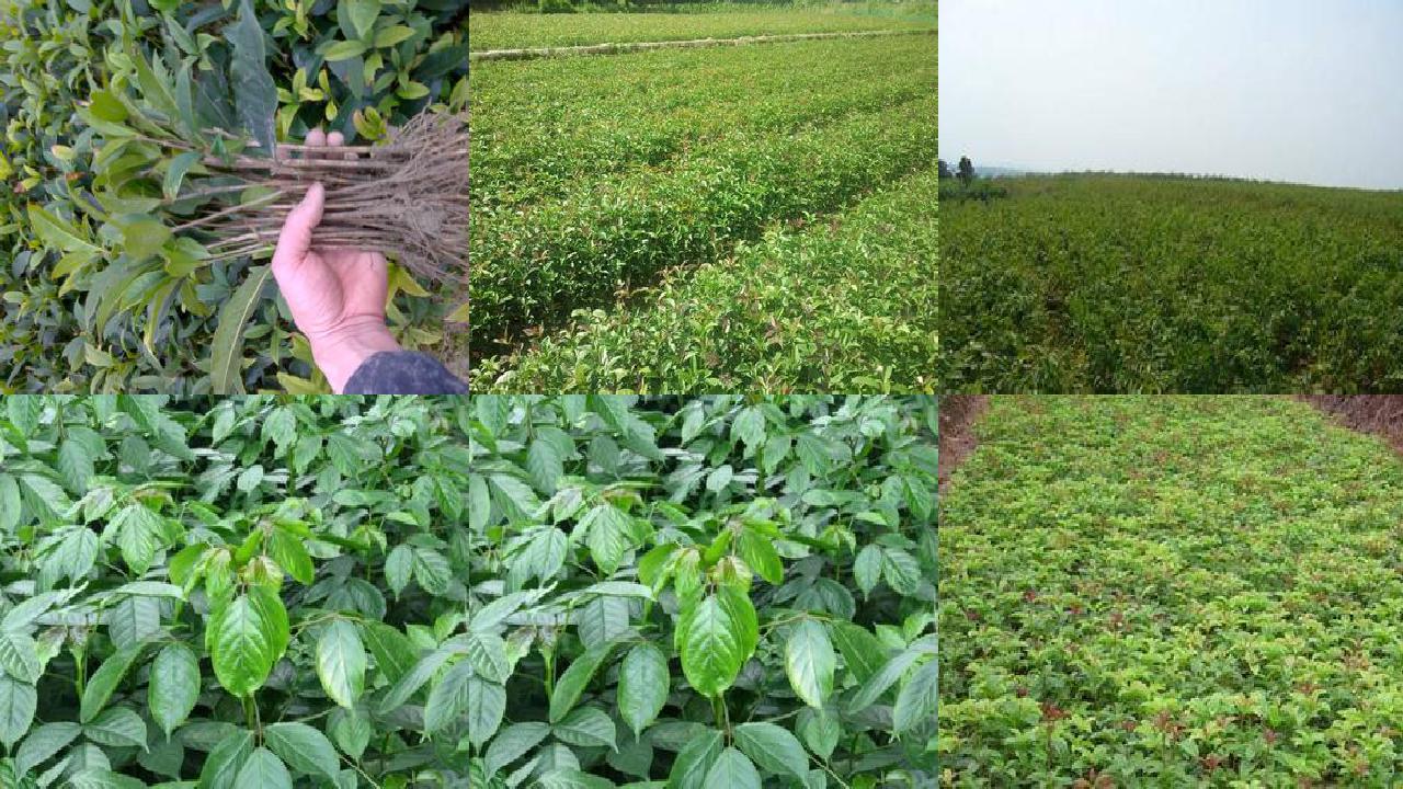桂花苗(桂花冲施腐植酸水溶性肥料“乌金膏”的田间试验效果)1660579635674 桂花苗(桂花冲施腐植酸水溶性肥料“乌金膏”的田间试验效果)1660579635674