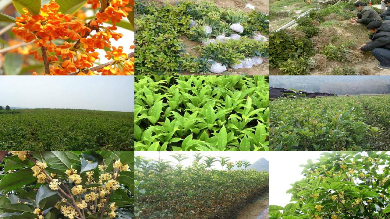 桂花什么时候种植什么时候开花呢1688605970549