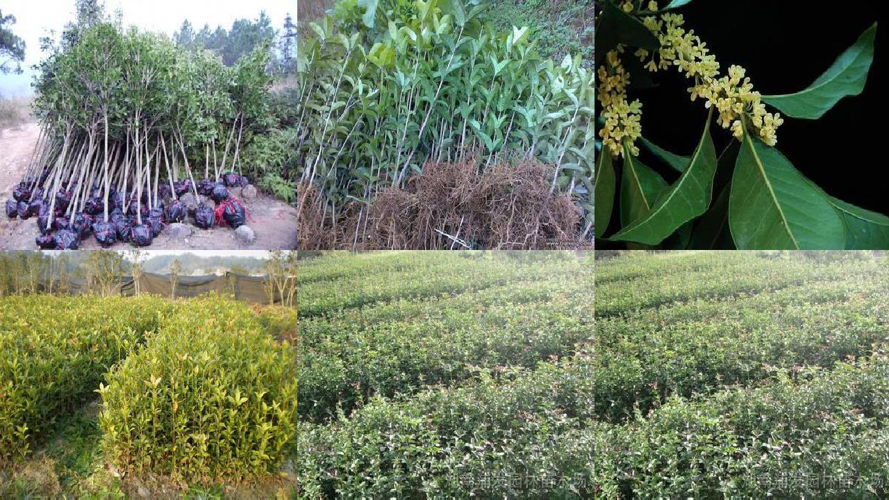 桂花苗_寿光市桂花专业合作社发展存在的制约因素及对策研究1660579646500