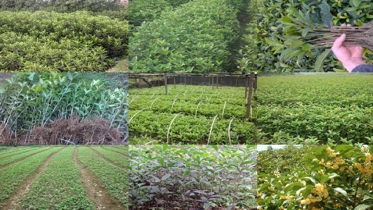 桂花苗价格-日光温室桂花越冬（冬春）茬生产栽培技术1660665990782