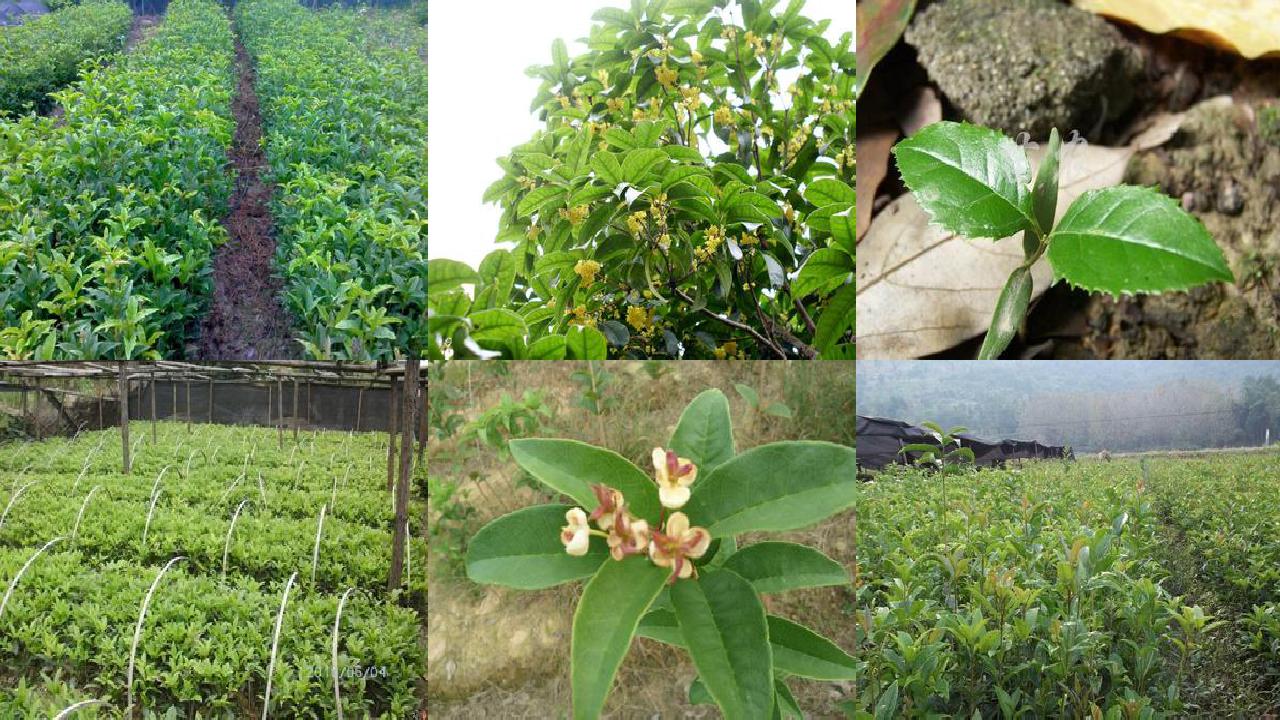 桂花苗价格-保护地桂花新品种‘洛番14号’的选育1660666006927
