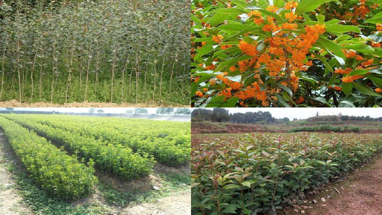 桂花苗价格(成都地区桂花树秋季反季节栽培技术)1660666033749