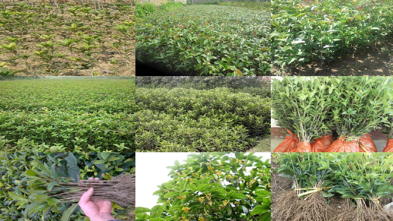 桂花苗价格(成都地区桂花树秋季反季节栽培技术)1660666033771