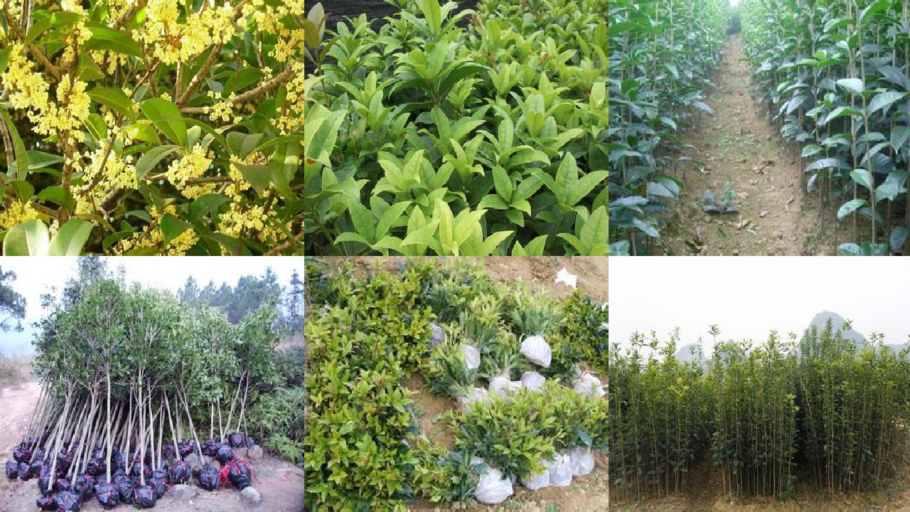 独杆桂花树价格多少钱一盆1690158991402