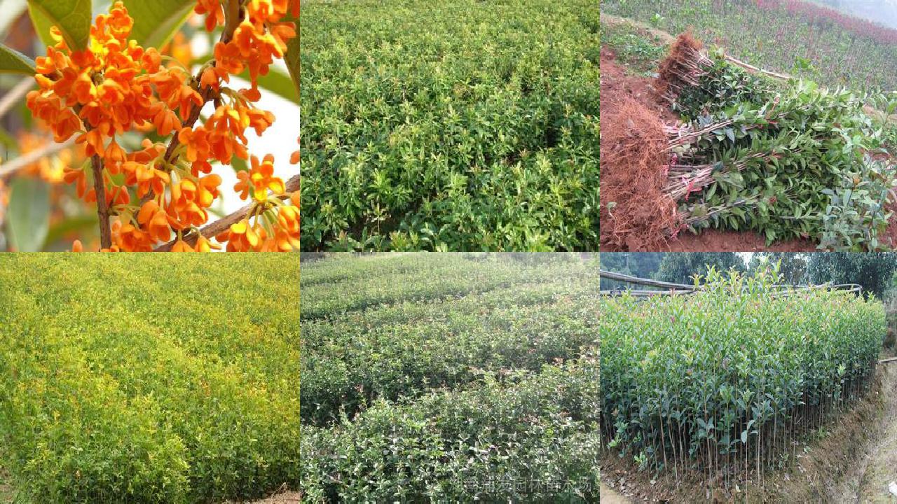 桂花苗价格(塑料大棚桂花的有机肥处理及复合肥调配技术)