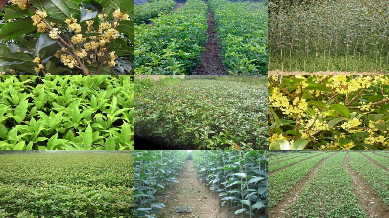 桂花苗价格(塑料大棚桂花的有机肥处理及复合肥调配技术)1660666087019